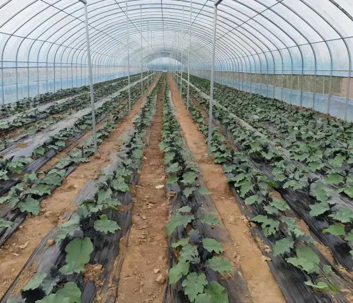 Duratough Greenhouse Zaj duab xis