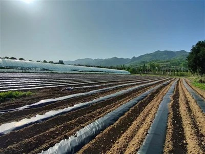 Biodegradable Mulch Zaj duab xis