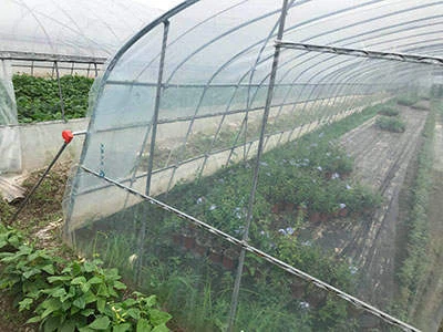 Clear Greenhouse Zaj duab xis